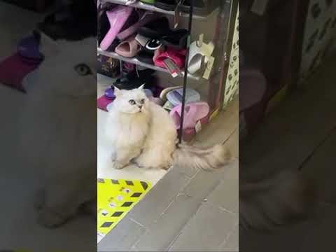 老態的貓 #貓店長 #貓咪