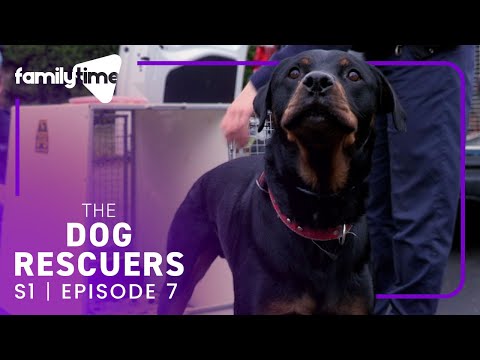 The Dog Rescuers | S1E7 | Lifetime Ban