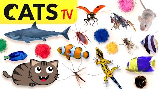 CAT GAMES 📺🪳 2024 Ultimate CATS TV Compilation 🐠😻🦂 4K 60 FPS [5 HOURS]