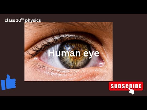 human eye