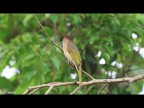 【悠遊鳥】4K | 綠翅短腳鵯 | Mountain bulbul | 劇院式製作 | Cinematic Production