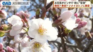 【大分】寿命？病気？ソメイヨシノ満開になるも異変