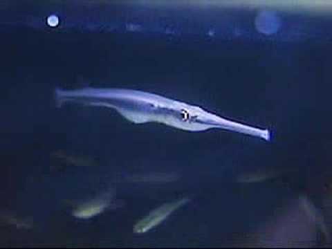 Needlefish 竹簽 Xenentodon cancila
