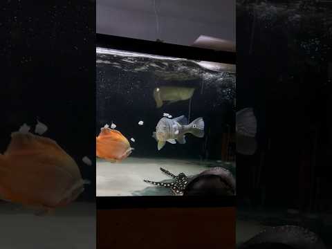 IM BACK! Monster Fish Feeding!
