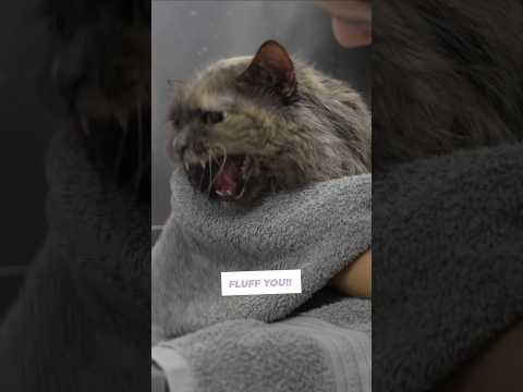 Chunky matted kitty cusses me out
