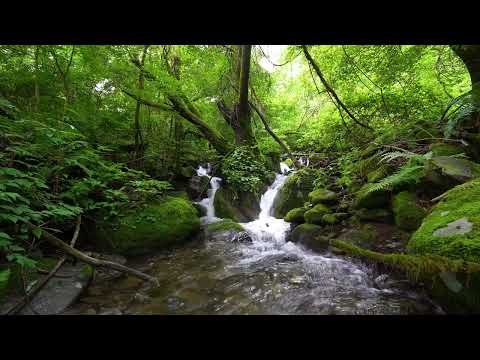 Peaceful Nature Symphony -  Bird Chirps and Babbling Brooks for Sleeping