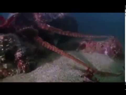 Moluscos (ênfase em Cephalopoda) [Legendado PT-BR]