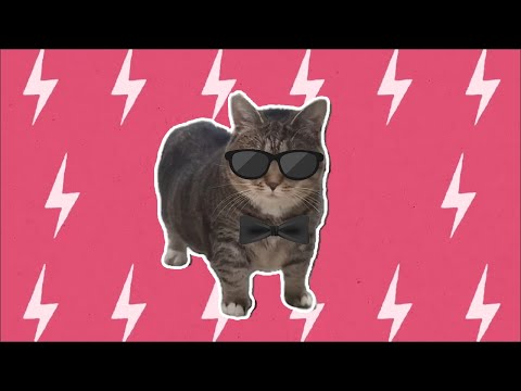 APT but OIIA Cat | OIIA Cat AI Cover