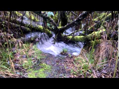 McDonald Forest 1