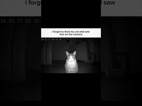 dont go back home 🥶 #fypシ゚viral #cat #trendingshorts #everyone #ctto