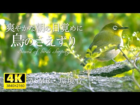 Bird song "natural sound" healing video