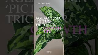Aglaonema 'Pictum' Tricolor Quick Growth Tips by Focus New York #aglaonema