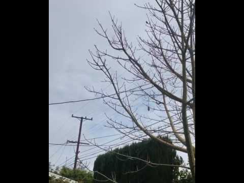 Birdie songs