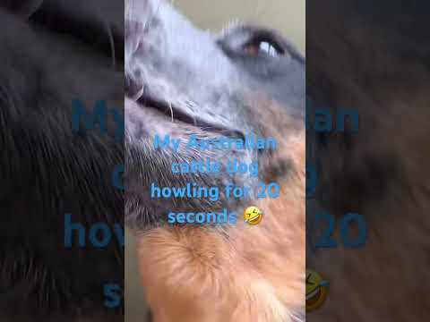 #australiancattledog