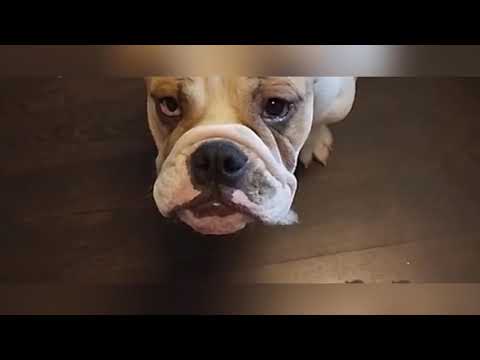 E’ USCITA PER FARE LA SPESA E QUELLO CHE HA COMBINATO AL DIVANO QUESTO CANE E’ INCREDIBILE!!