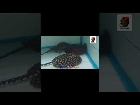 "Incredible Hybrids: Black Diamond Stingrays Like You've Never Seen" #blackdiamond #stingrayfish