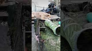 lurcher jumping #farmlife #puppy #baroque #amapianosongs #lurcher #doglife #baroque #amapianosongs