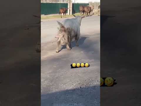 km.nimani kordi 🤣