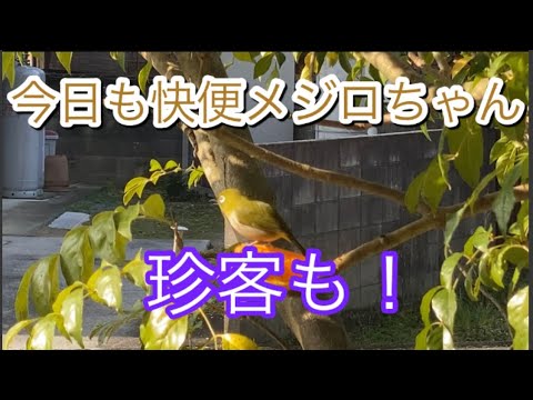 今日も快便メジロちゃん　新しい仲間も！