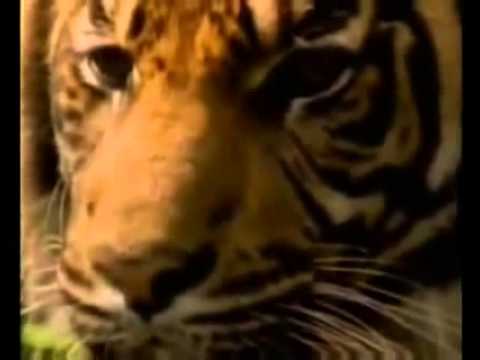 Survivor   Eye of the Tiger Lyrics)   El ojo del Tigre (Cancin)