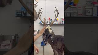 HIGHTOWER 🔥🔥 #deer #hunting #taxidermy #morganwallen #countrymusic