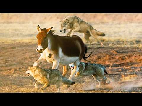 These Wild Asses Don't Fear Wolves… They Fight Back!