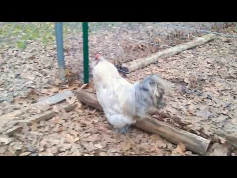 Amerucana Rooster