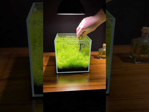 Trimming plants in a tiny cube aquarium ecosystem