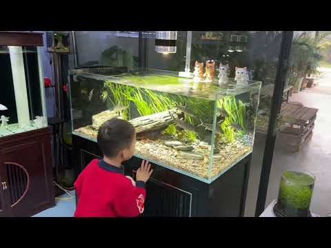 赫然发现，养鱼养出了家庭和睦，每天都有忙不完的事，孩子也多了一处乐趣#鱼缸里的大自然 #司柠家