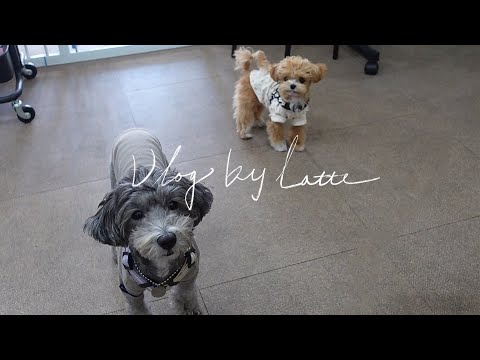 서라떼 Vlog) 수제간식 만들고 몽몽이와 함께했던 지난 주말 강아지 브이로그