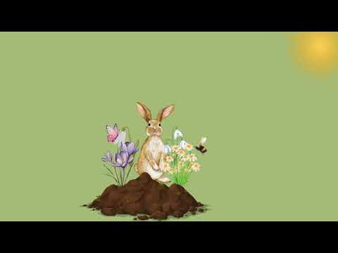 Spring Blossoms – Chill Lo-Fi Beats