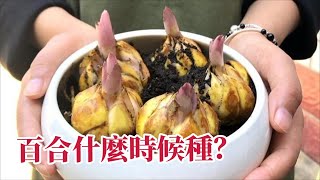 百合花最佳種植時間，如何養護和管理百合花？