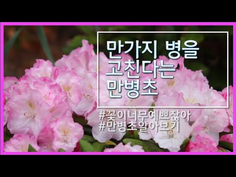 [식사남TV] 만병을 고치는 식물? #만병초
