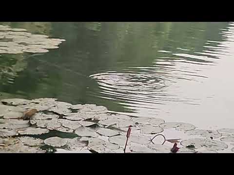 Fishing at Dhanmondi Lake ( Langing Big Head Fish)