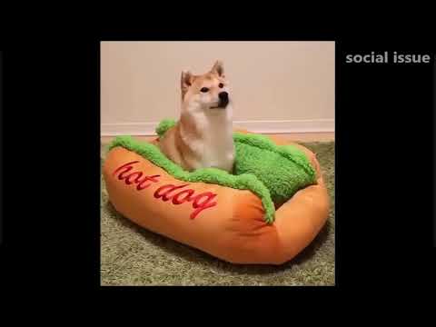 웃음참기 2016 웃긴동물편ㅋㅋㅋㅋ