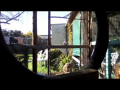 This is what it sounds like when doves fart (at 31 seconds)