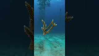 This is how coral reefs are restored. #Environmentalism #CoralReefs #Florida