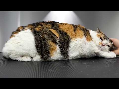 This cat is an absolute UNIT...and she had a lot to say about her bath.