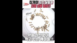 개미 살충제 효과는 이게 최고인 듯? 내가 찍었지만 쩌는구만 ~