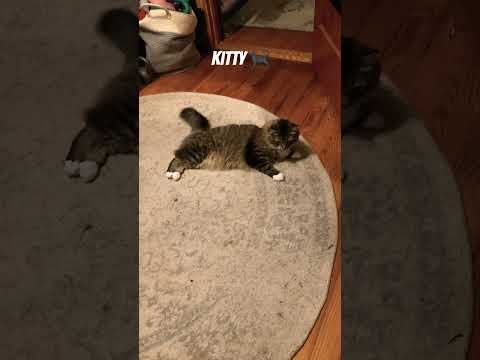 Like anf sub for my cat