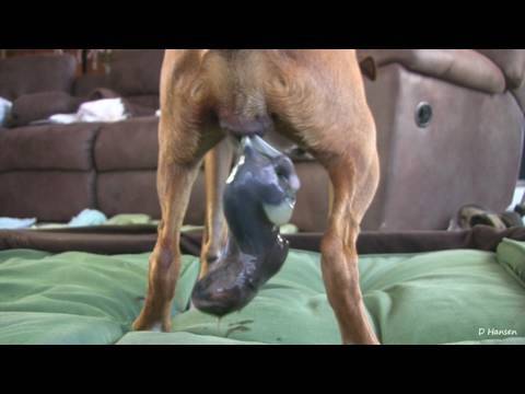 Dog Has Amazing Birth While Standing!!