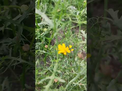 oww nice flower //খুব সুন্দর ফুল // PR realm