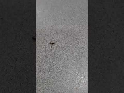 모기 패기