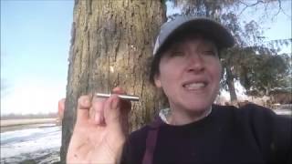 Maple tapping don'ts for beginners