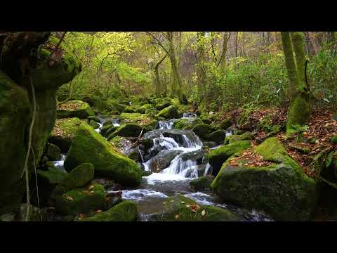 Soothing Sounds played by Nature  / Birds Chirping / Babbling Stream