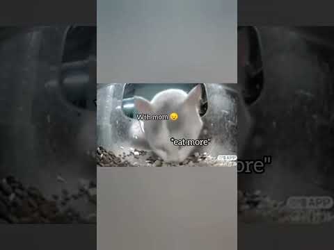 careless mom    #short #cat #cute   original video: @rrannkaaaminecraft