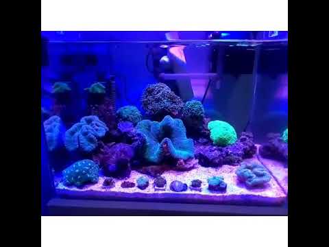 aquarium laut dan tawar