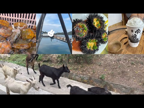 南澳島｜羊群出動｜青澳灣｜煙花炮仗｜Shantou (汕頭)｜China (中國)