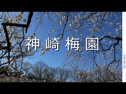 青空と花に癒される朝　岡山の梅名所　神崎梅園