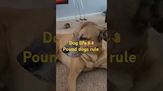 #newdog #pounddogsrule #doglover #dogsrock #doggielife #dogrescue